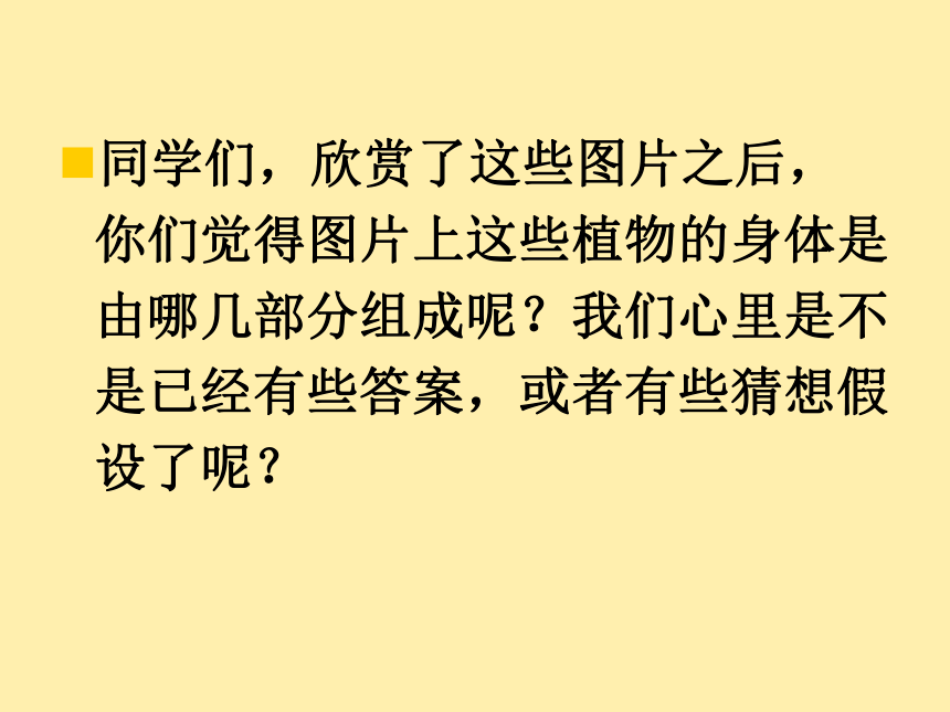 科学四年级上青岛版3.8植物的身体课件（31张）