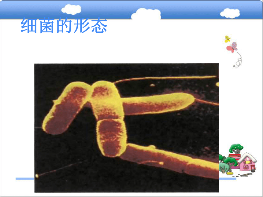 八年级生物上册第五单元第一章细菌的控制和利用课件冀教版  30张PPT