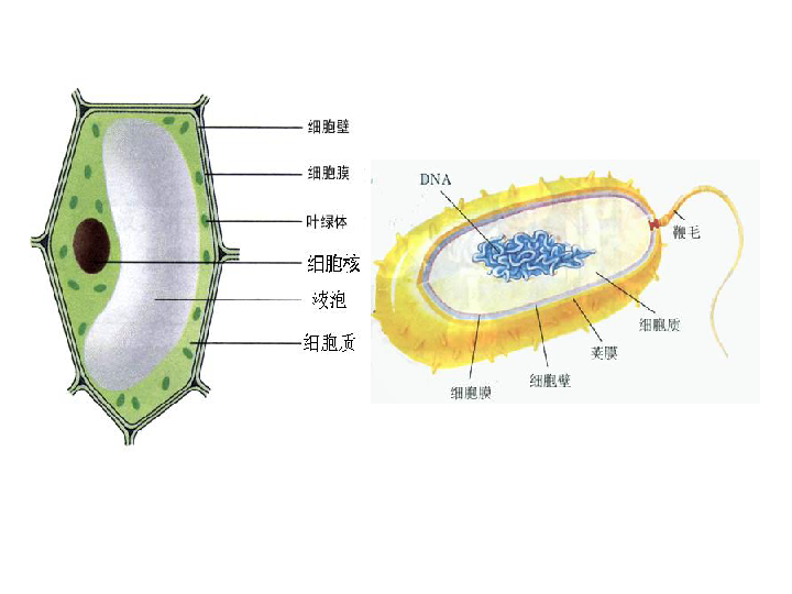 细菌的基本结构示意图图片