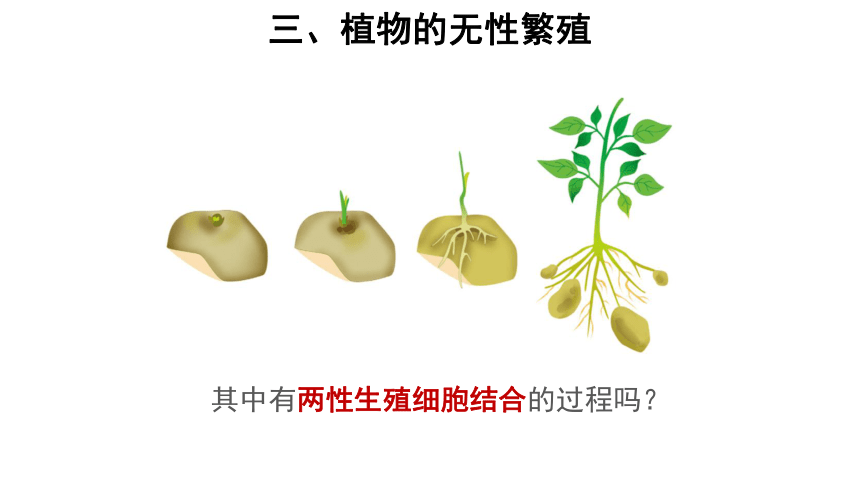 出芽生殖土豆植入土中,能長成新馬鈴薯植株的繁殖方式叫( )3.