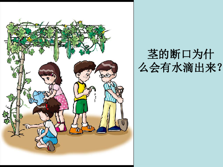 3水分在茎里的运输(共17张PPT)