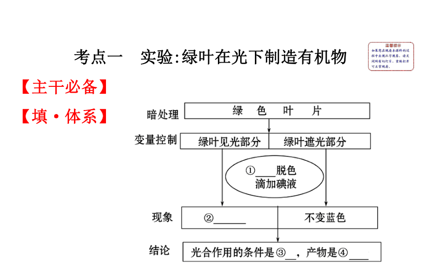 2021-2022学年人教版生物中考复习之绿色植物是生物圈中有机物的制造者  绿色植物与生物圈中的碳-氧平衡  爱护植被,绿化祖国课件（58张PPT）