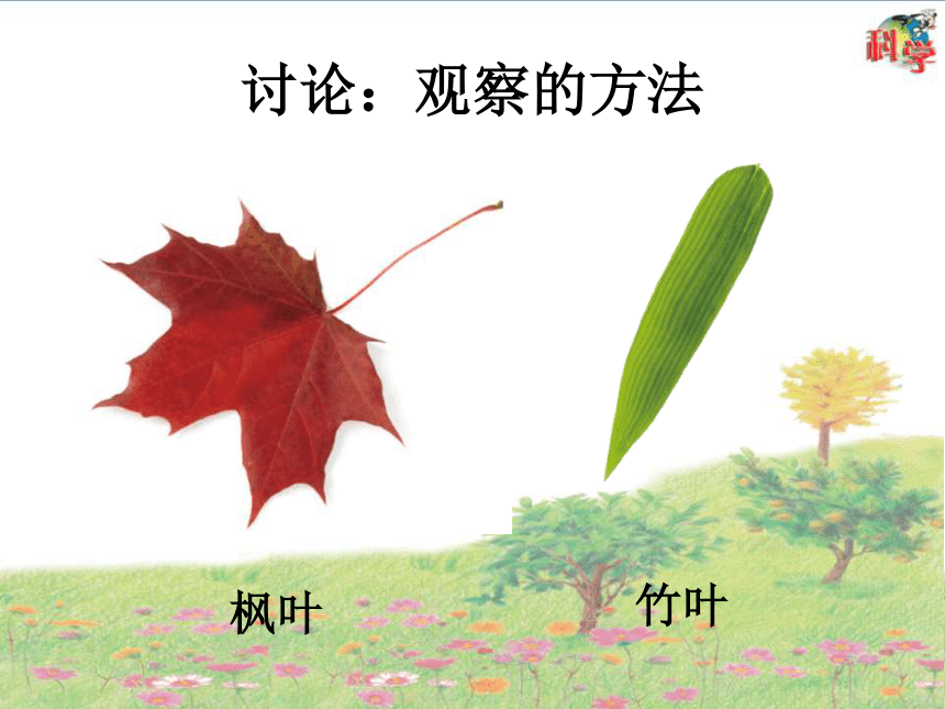 枫树与竹子 课件（17张PPT）