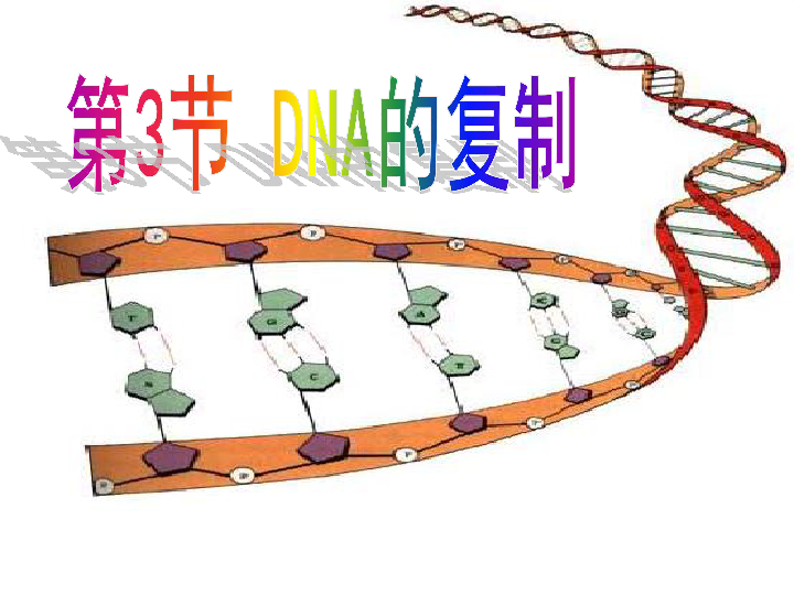 人教版生物必修2  3.3 DNA的复制（共26张ppt)
