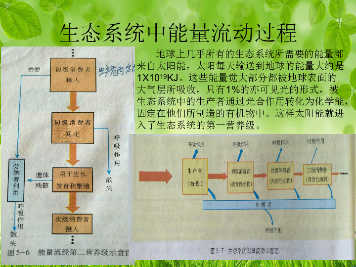 济南版八下生物  6.2.3能量流动与物质循环 课件（14张PPT）