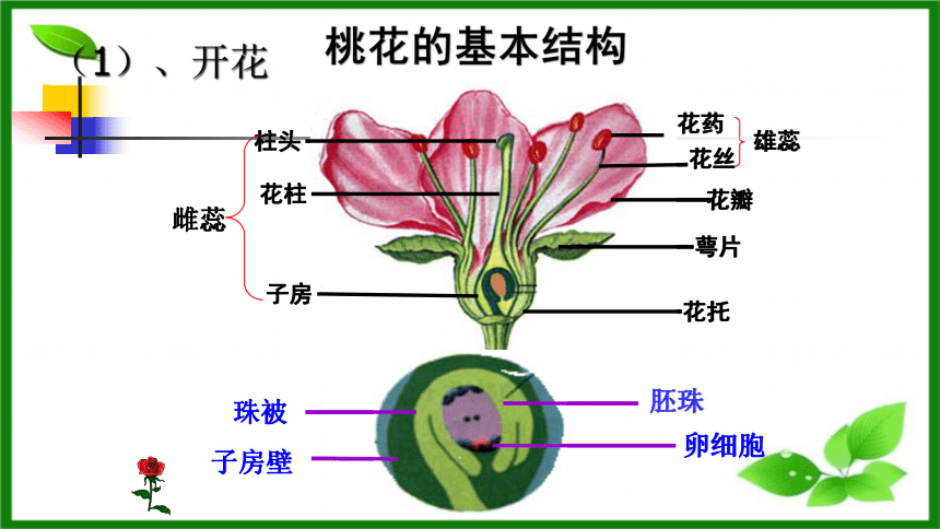 被子植物的种子结构图片