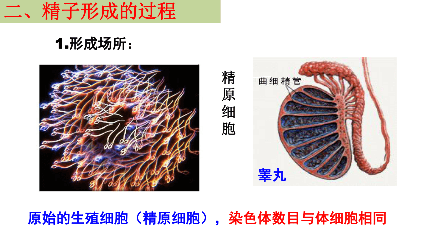 2020-2021学年高一生物人教版必修二2.1减数分裂与受精作用课件 （62张ppt）