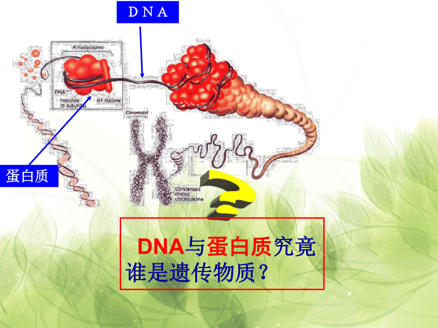 高中生物人教版必修2第三章第1节 DNA是主要的遗传物质   课件(29张ppt)