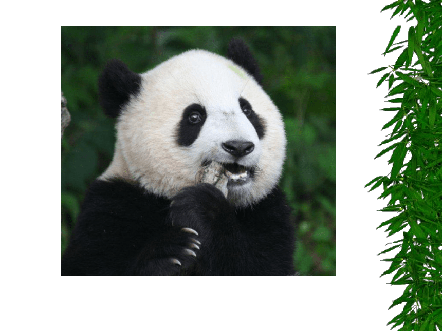 语文三年级上西师版11《可爱的大熊猫》课件3