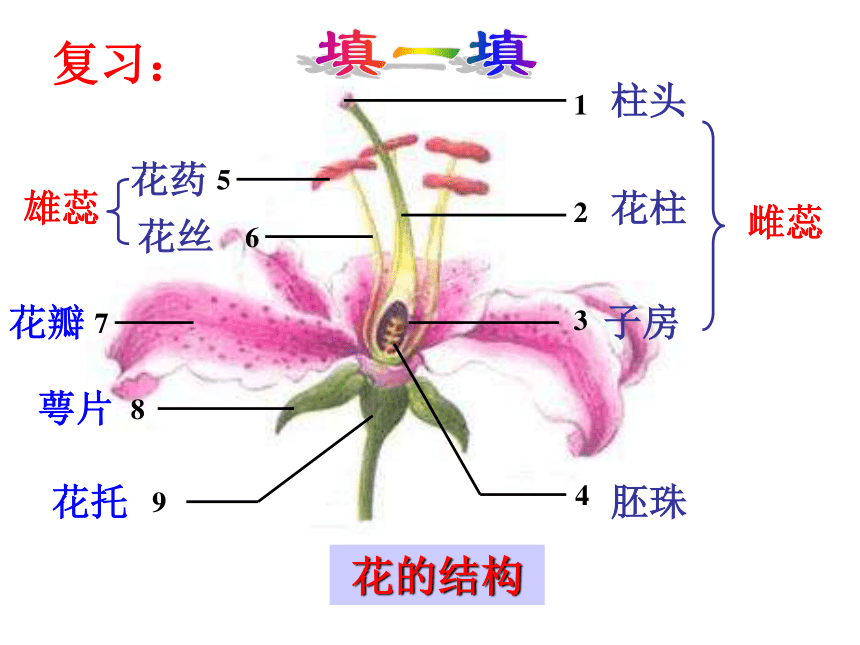 第5节 植物生殖方式的多样性
