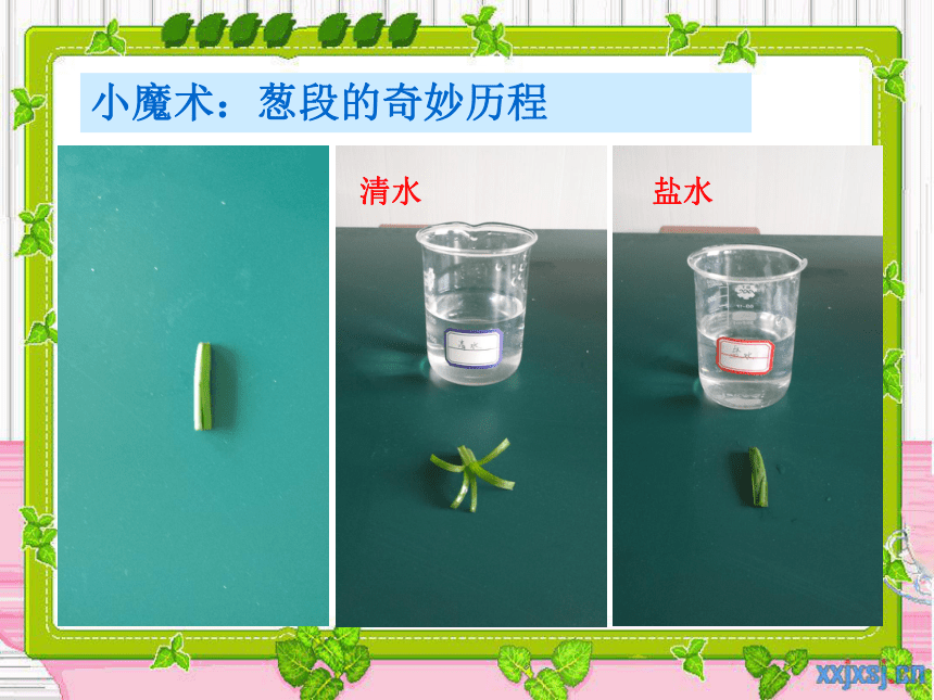 4.2 水在植物体中的代谢  课件(共18张PPT)