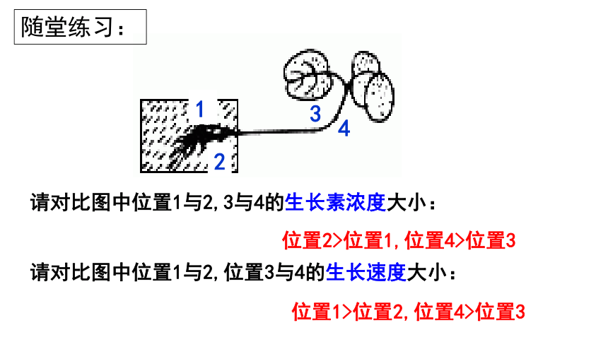 2021—2022学年上学期 高二生物人教版 必修3 3.2生长素的生理作用  课件 （17张ppt）