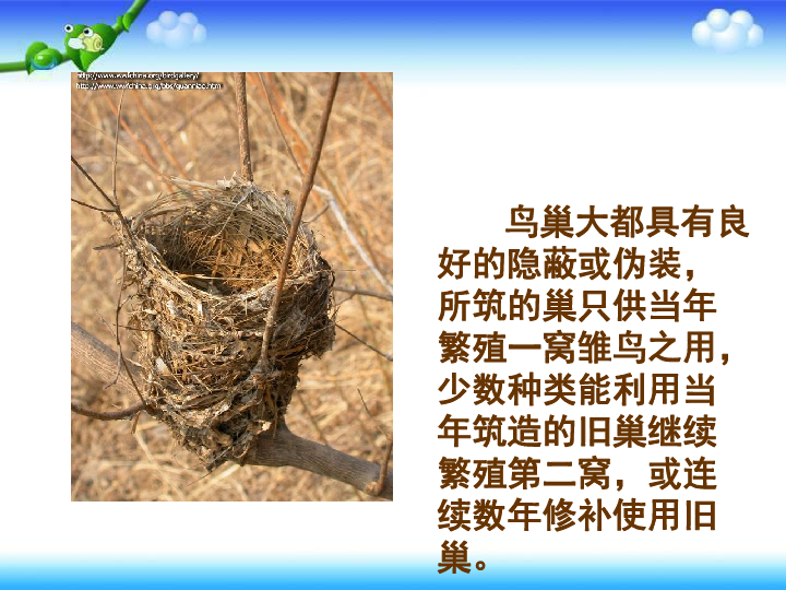 苏教版八下生物 21.5鸟类的生殖与发育 课件(49张PPT)