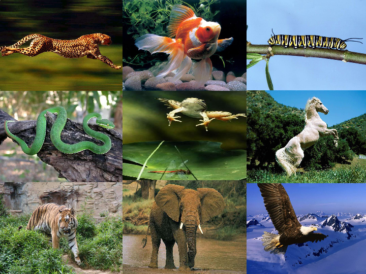 八年级上册生物 5.2.1动物的运动课件(共28张PPT)