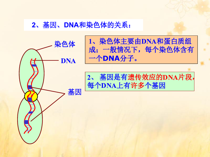 高中生物苏教版必修2第四章遗传的分子基础4.3.1基因控制蛋白质的合成课件（80张）