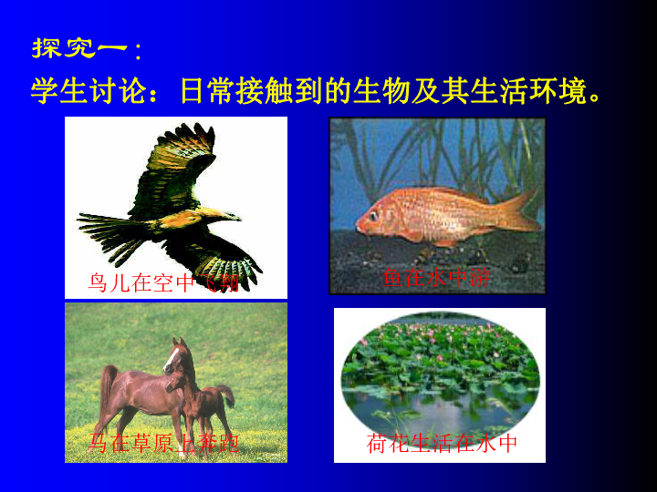 1.1《形形色色的生物》课件(24张PPT)