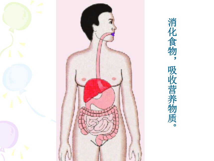 第三节 人体概述 课件 (1)