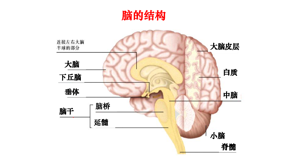 新教材人教版2019高中生物选择性必修125人脑的高级功能课件共18张ppt