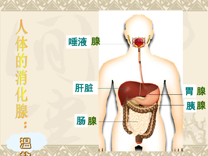 人教版生物七年级下册4．2．2消化和吸收（第二课时）课件（共24张PPT）