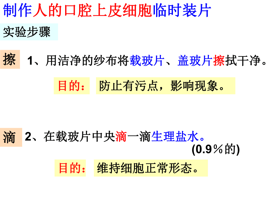 2.1.3动物细胞课件(共15张PPT)2021--2022学年人教版生物七年级上册