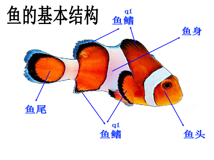 冰冷热带鱼讲解图片