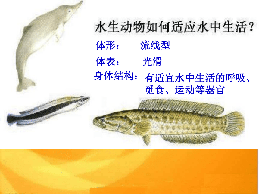 1.4 生物的进化