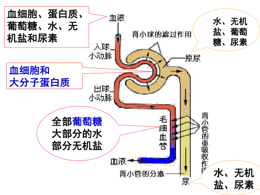 尿液的形成过程示意图图片