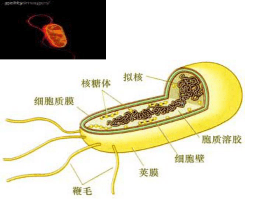 浙科版生物必修1第五节 《原核细胞》课件2