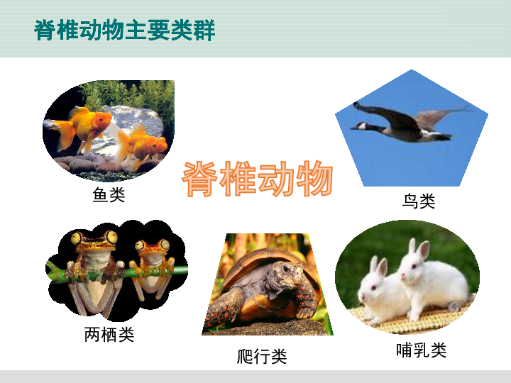北师大版八下生物 22.4动物的主要类群 课件（36张PPT）