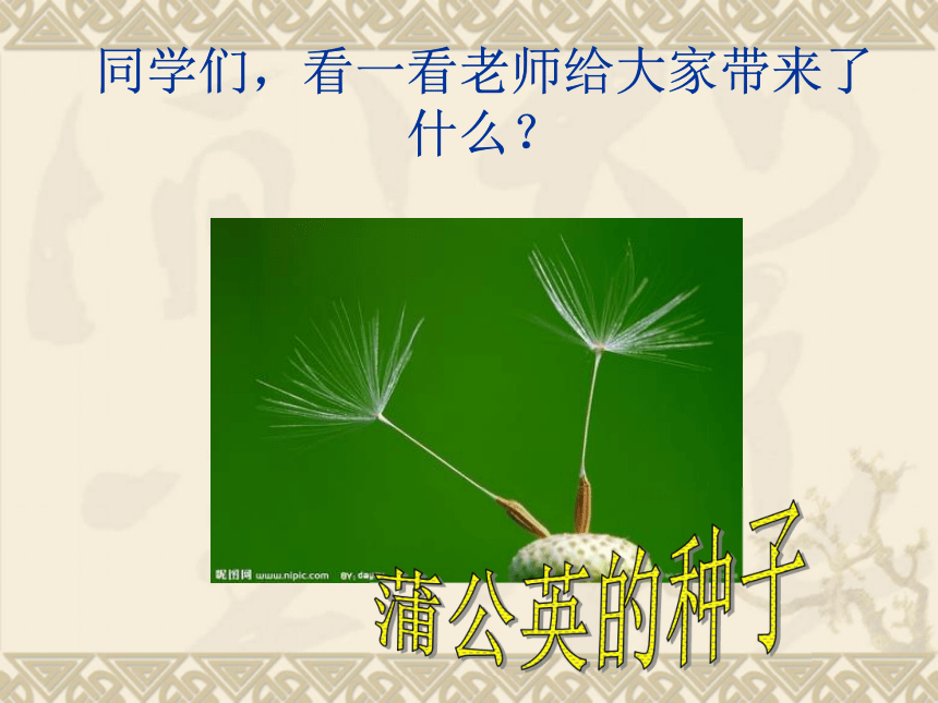 语文三年级下北京版1.1《科学的种子》课件1