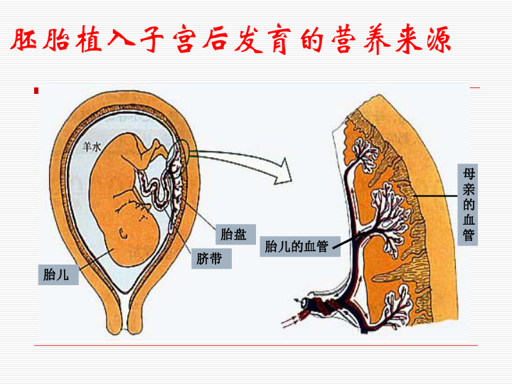 胎盘的结构示意图图片