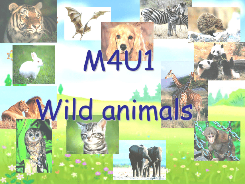 Module 4 The natural world Unit 1 Wild animals