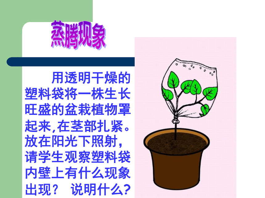 绿色植物与生物圈的水循环 课件(共37张PPT)