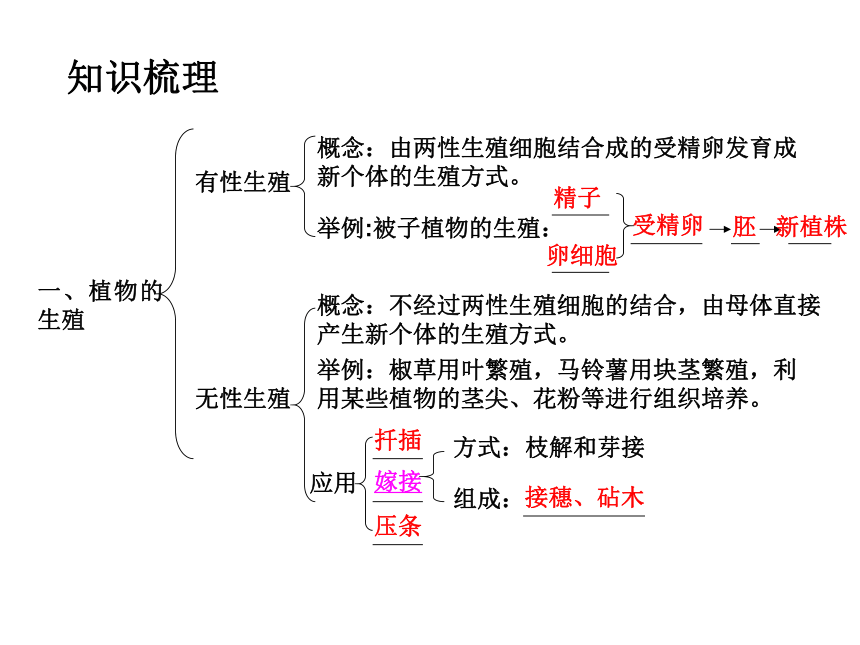 八年级下册生物第一章生物的生殖和发育 复习课件（共30张ppt）