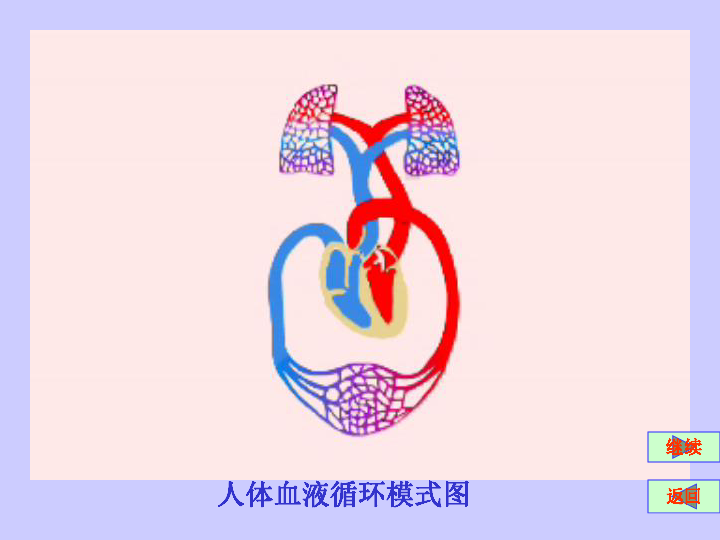 血液循環開始人體血液循環模式圖繼續返回肺部毛細血管網上下腔靜脈主