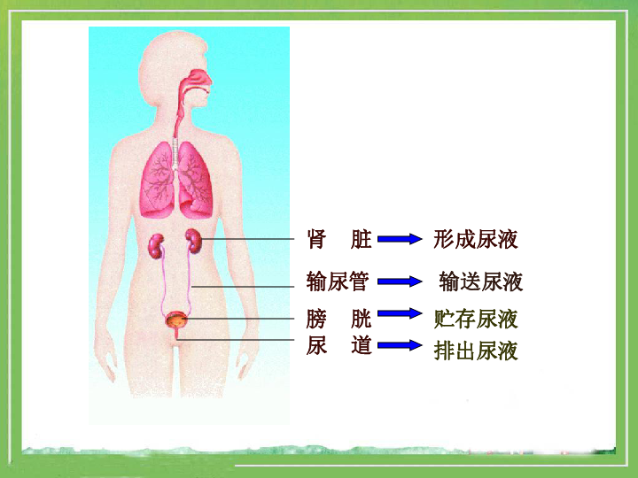 苏教版生物七下11.1《人体泌尿系统的组成》课件(共25张PPT)