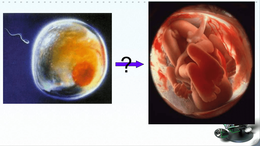 高中生物浙科版>必修1 第四章 细胞的增殖与分化第二节 细胞的分化课件（19张）