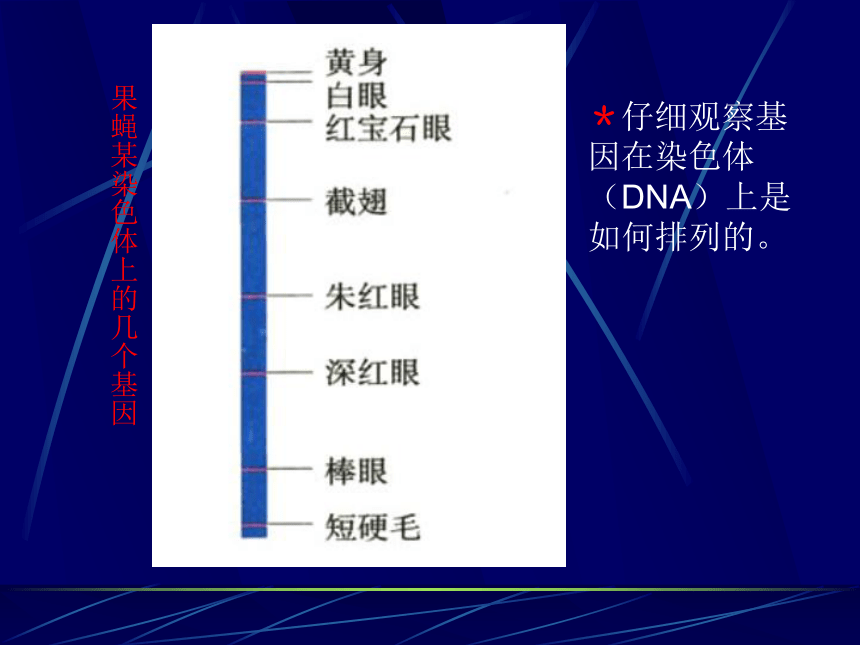 高中生物人教版必修2第三章第4节 基因是有遗传效应的DNA片段   课件(17张ppt)