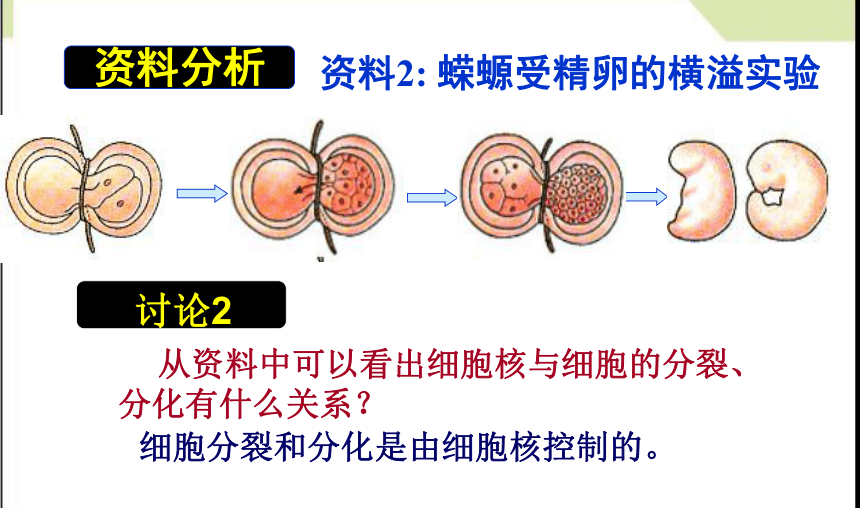 河南省洛阳市中成外国语学校人教版高中生物必修一-3.3 细胞核—系统的控制中心课件 （共35张PPT）