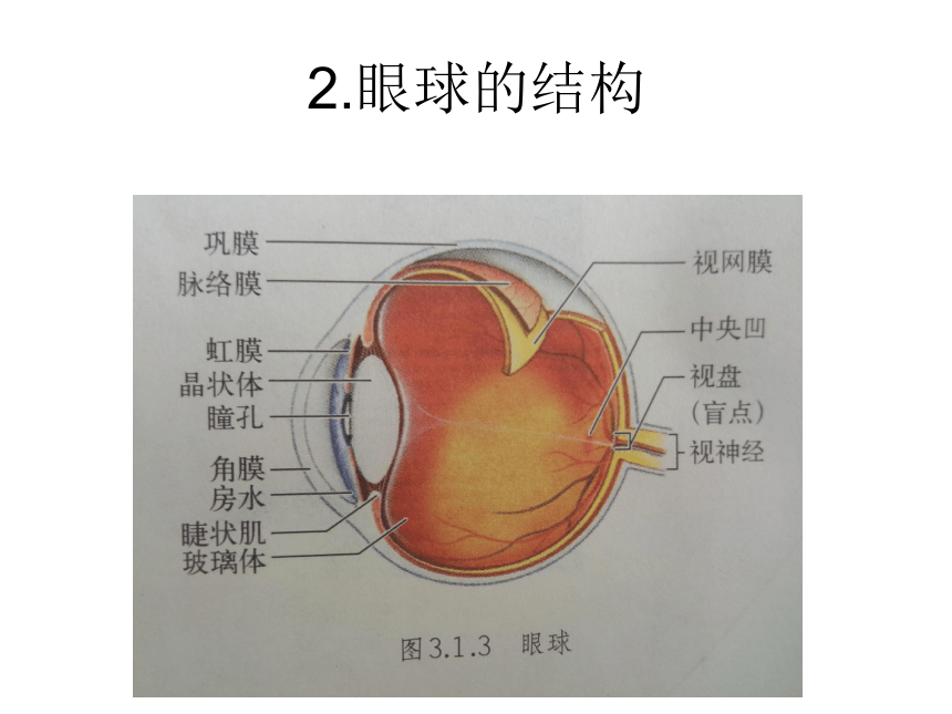 第11章 感知与协调  生物的感觉  人体具有的感觉