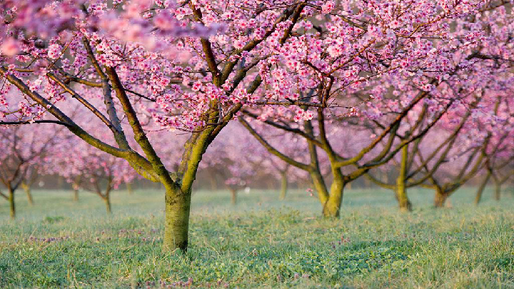 桃树真实图片