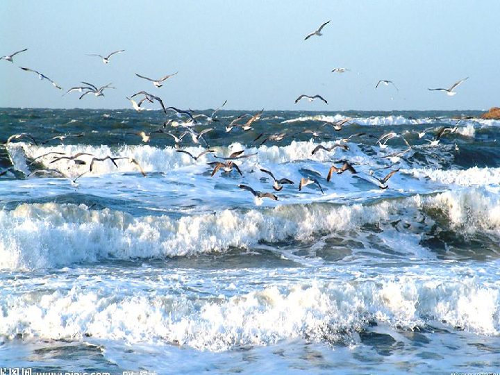 《飞吧海鸥》课件