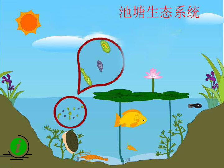 生物圈是最大的生态系统课件（24张PPT）