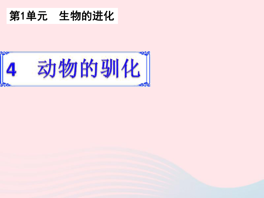 六年级科学下册一生物的进化4动物的驯化课件(21张ppt）湘教版