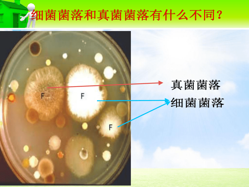 5.4.1细菌和真菌的分布