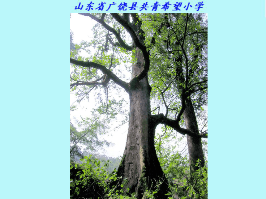青岛版小学科学四年级上册 植物的茎