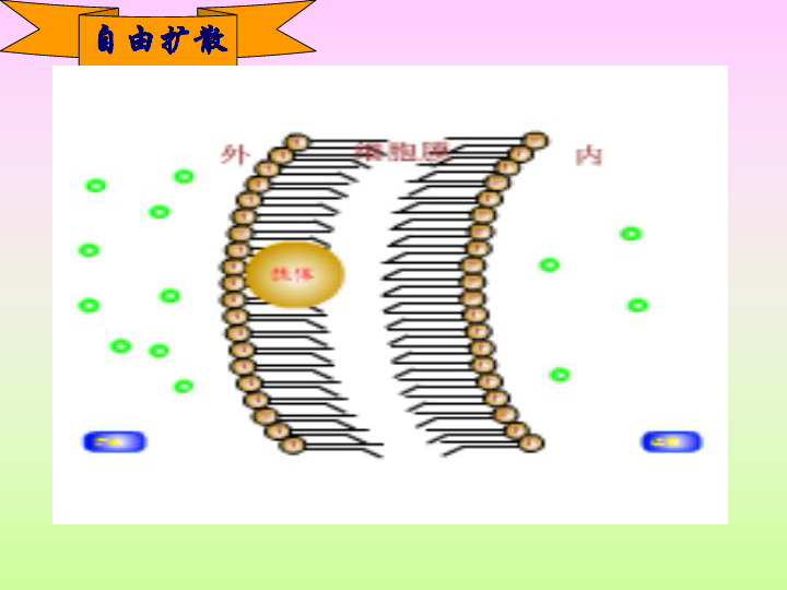 第四章细胞的物质输入和输出第三节物质跨膜运输的方式