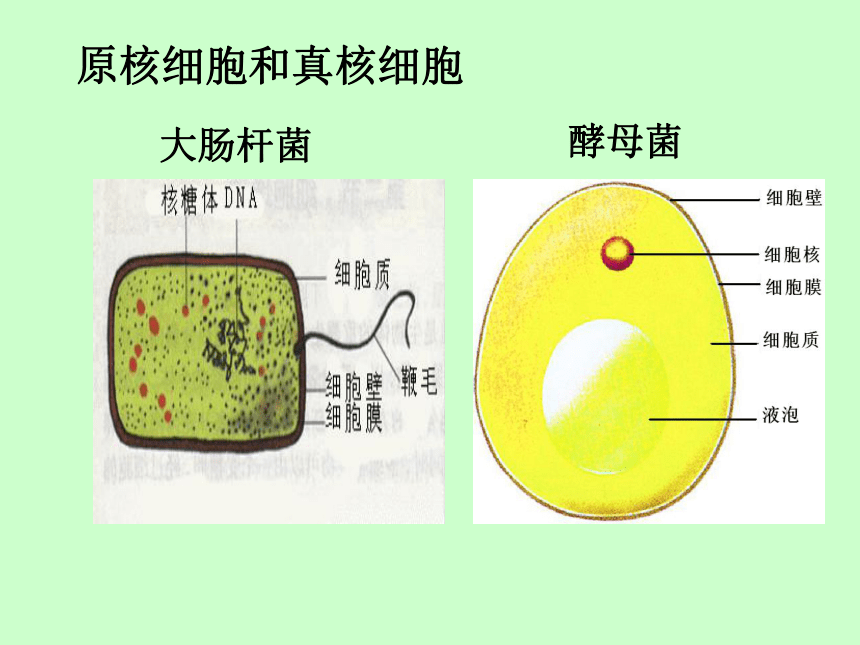浙科版必修1第二章第五节真核细胞与原核细胞（共32张PPT）