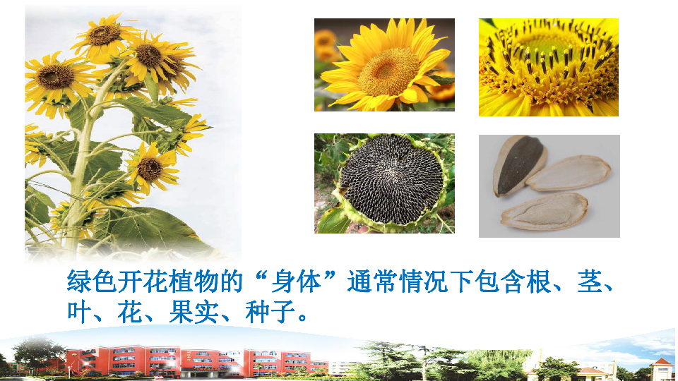 青岛版小学科学三年级上册第5课植物的“身体”教学课件(共11张PPT)
