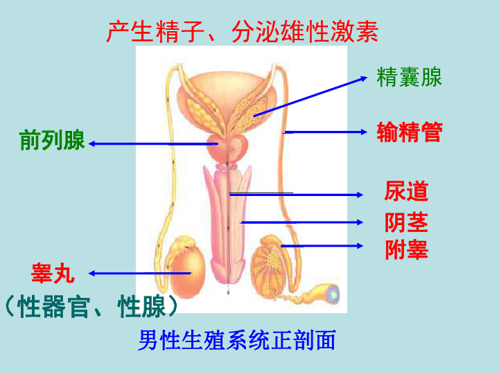 冀教版八年级下册生物  6.1.3人的生殖和胚胎发育 课件(22张PPT)